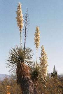 desert cactus