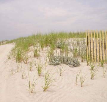 long island beach sand dunes
