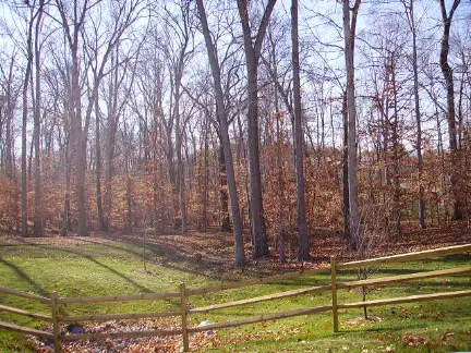 woods