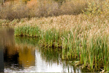 community lake