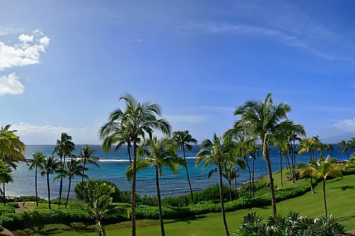 Hawaii beach and palms