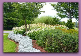 daisies at Leisure World Md