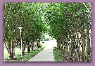 trees at Leisure World Md