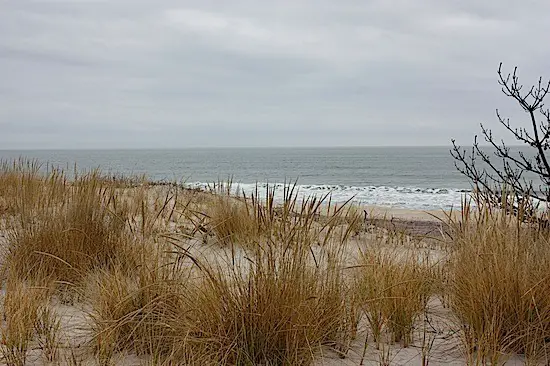 Smith Point beach dunes on Fire Island, Long Island, NY