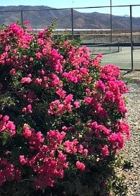 pink bougainvillea bush