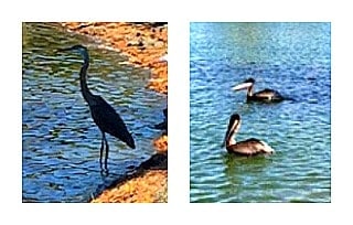 egret and pelicans in a pond