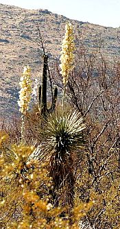 desert scenery