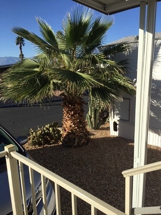 View from deck in Palm Springs area in February. View from deck in Palm Springs area in February.