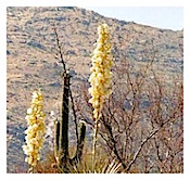cactus scenery in Tucson