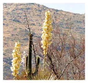 desert plants in Arizona