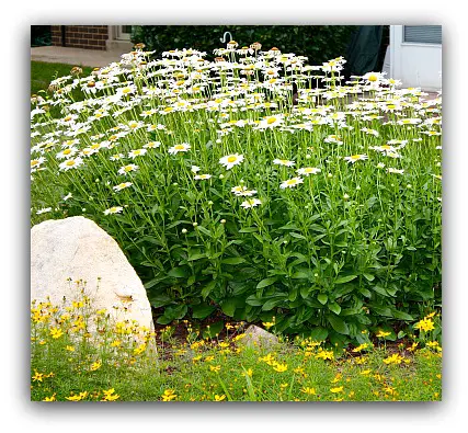 daisies in the garden