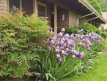 purple iris and nandina