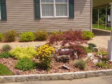 Japanese red maple