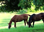 horses in pasture