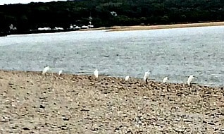 birds on Long Island Sound beach, NY
