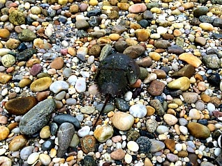 Horseshoe crab on Long Island's North Shore