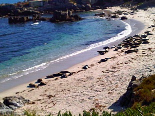 Monterey Bay Sea Otters sunning