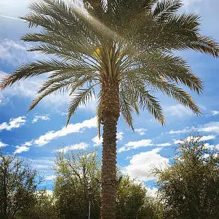 palm tree in Palms Springs Ca