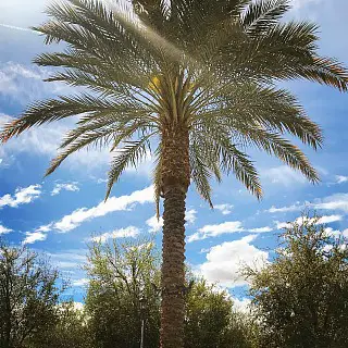 palm tree in Palms Springs Ca palm tree in Palms Springs Ca