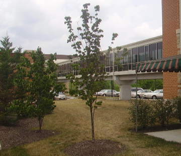 Riderwood community indoor walkways