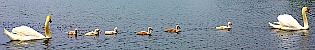 Walden Pond Cygnets