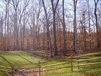 woodsy landscape at Leisure World Md