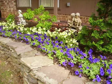 yellow and purple petunias